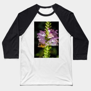 Bee On Obedient Plant 2 Baseball T-Shirt